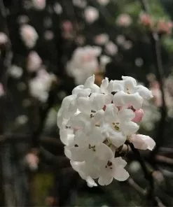 Future Forests Shrubs Viburnum X Bodnantense Charles Lamont