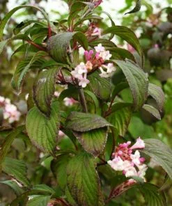 Future Forests Shrubs Viburnum X Bodnantense Charles Lamont