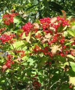 Future Forests Viburnum Opulus - Guelder Rose Native Wildlife Fruiting Hedge 11 Future Forests Viburnum Opulus - Guelder Rose Native Wildlife Fruiting Hedge