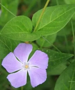 Future Forests Vinca Major