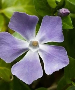 Future Forests Vinca Major