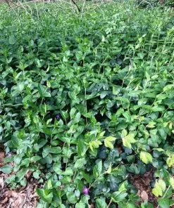 Future Forests Vinca Major