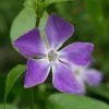Future Forests Vinca Major