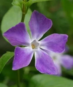 Future Forests Vinca Major