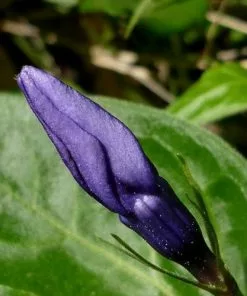 Future Forests Vinca Major