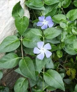 Future Forests Vinca Major