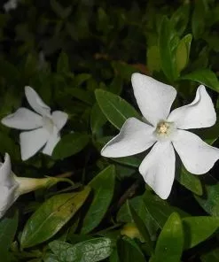 Future Forests Vinca Minor F. Alba