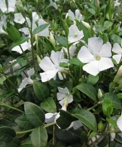 Future Forests Vinca Minor F. Alba
