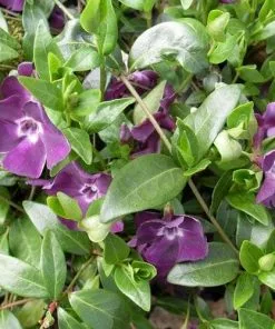 Future Forests Vinca Minor Atropurpurea