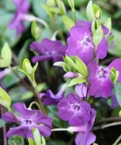 Future Forests Vinca Minor Atropurpurea