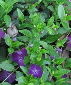 Future Forests Vinca Minor Atropurpurea