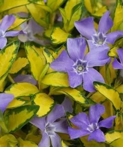 Future Forests Vinca Minor Illumination Groundcover