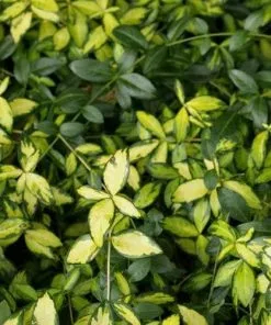 Future Forests Vinca Minor Illumination Groundcover