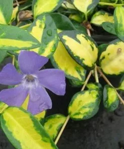 Future Forests Vinca Minor Illumination Groundcover