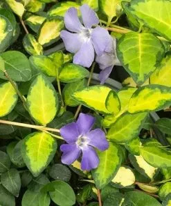 Future Forests Vinca Minor Illumination Groundcover
