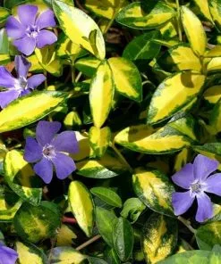 Future Forests Vinca Minor Illumination Groundcover