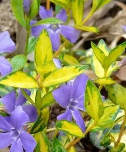 Future Forests Vinca Minor Illumination Groundcover