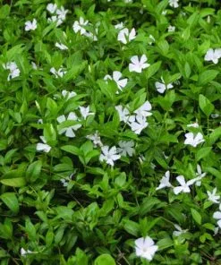 Future Forests Vinca Minor Gertrude Jekyll