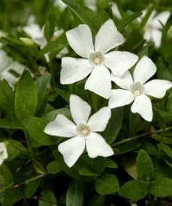 Future Forests Vinca Minor Gertrude Jekyll 11 Future Forests Vinca Minor Gertrude Jekyll