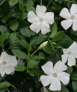 Future Forests Vinca Minor Gertrude Jekyll