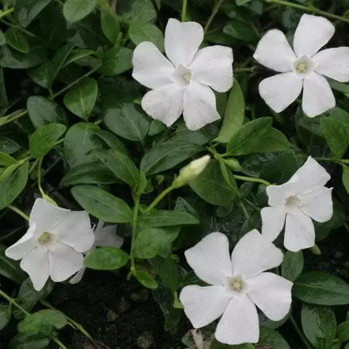 Future Forests Vinca Minor Gertrude Jekyll 3 Future Forests Vinca Minor Gertrude Jekyll