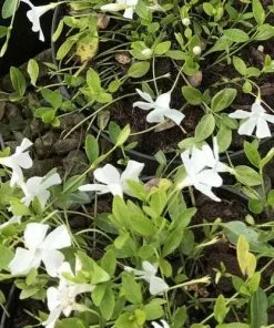 Future Forests Vinca Minor Gertrude Jekyll 10 Future Forests Vinca Minor Gertrude Jekyll