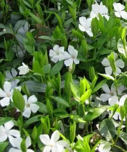 Future Forests Vinca Minor Gertrude Jekyll 12 Future Forests Vinca Minor Gertrude Jekyll