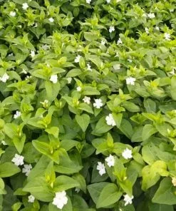 Future Forests Vinca Minor Gertrude Jekyll 13 Future Forests Vinca Minor Gertrude Jekyll