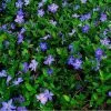 Future Forests Vinca Minor Groundcover