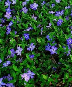 Future Forests Vinca Minor Groundcover