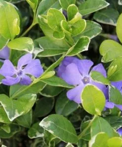 Future Forests Groundcover Vinca Minor Ralph Shugert