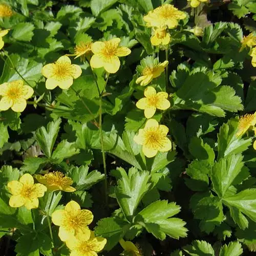 Future Forests Waldsteinia Ternata More 4 Future Forests Waldsteinia Ternata More