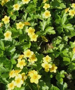 Future Forests Waldsteinia Ternata More 8 Future Forests Waldsteinia Ternata More