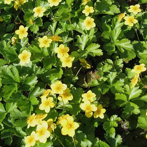 Future Forests Waldsteinia Ternata More 5 Future Forests Waldsteinia Ternata More