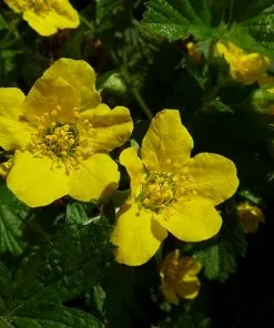 Future Forests Waldsteinia Ternata More 9 Future Forests Waldsteinia Ternata More