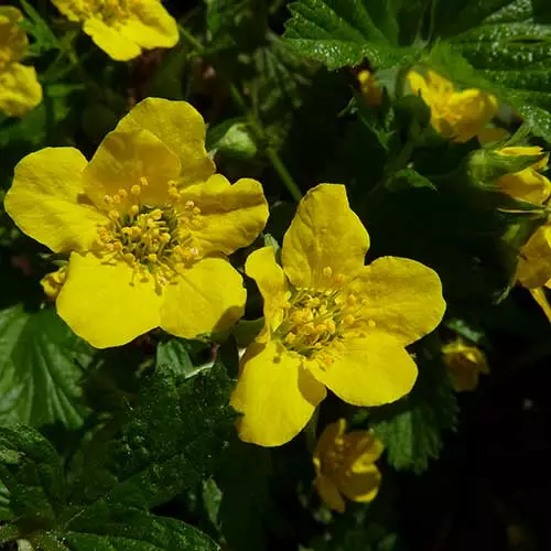 Future Forests Waldsteinia Ternata More 6 Future Forests Waldsteinia Ternata More