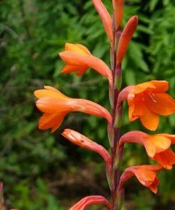 Future Forests Watsonia Pillansii More 10 Future Forests Watsonia Pillansii More