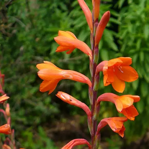 Future Forests Watsonia Pillansii More 5 Future Forests Watsonia Pillansii More