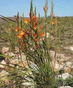 Future Forests Watsonia Pillansii More 11 Future Forests Watsonia Pillansii More