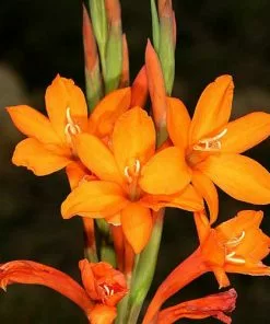 Future Forests Watsonia Pillansii More