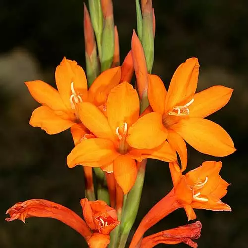 Future Forests Watsonia Pillansii More 3 Future Forests Watsonia Pillansii More
