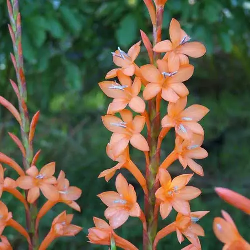Future Forests Watsonia Pillansii More 7 Future Forests Watsonia Pillansii More