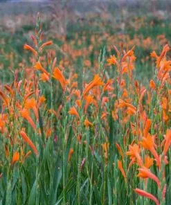 Future Forests Watsonia Pillansii More 9 Future Forests Watsonia Pillansii More