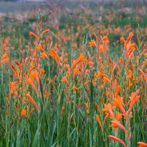 Future Forests Watsonia Pillansii More 4 Future Forests Watsonia Pillansii More