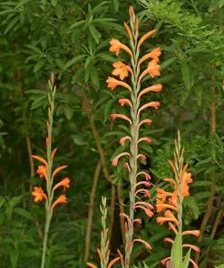 Future Forests Watsonia Pillansii More 13 Future Forests Watsonia Pillansii More