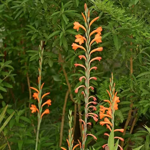 Future Forests Watsonia Pillansii More 8 Future Forests Watsonia Pillansii More