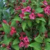 Future Forests Shrubs Weigela Bristol Ruby