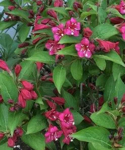 Future Forests Shrubs Weigela Bristol Ruby