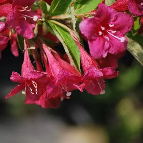 Future Forests Shrubs Weigela Bristol Ruby 4 Future Forests Shrubs Weigela Bristol Ruby