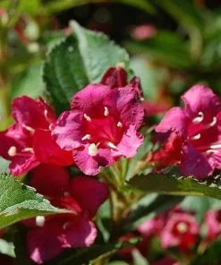 Future Forests Shrubs Weigela Bristol Ruby 10 Future Forests Shrubs Weigela Bristol Ruby